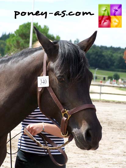 Kerria Kerria du Vent (Willoway Good as Gold x Vent du Galion), photo Pauline Bernuchon