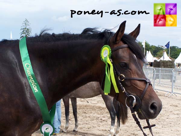 Ramille Ramille du Vent (Valentino x Vent du Galion), photo Pauline Bernuchon