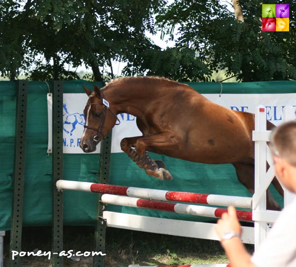 Formation des poneys de 2 & 3 ans pour saut en liberté - ph. Anaïs Barbier Formation des poneys de 2 & 3 ans pour saut en liberté - ph. Anaïs Barbier