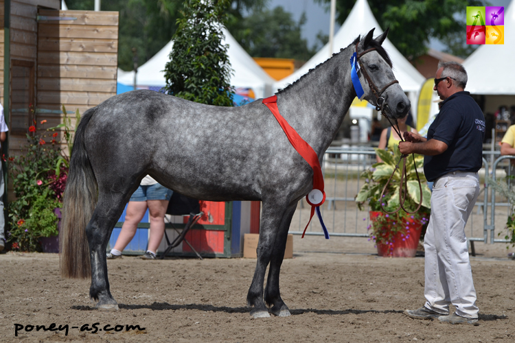 Vitam'Roc des Dauges, championne des femelles et vice-championne suprême Connemaras (Rococo du Thuit et Reality des Dauges par Ilford of Laps)