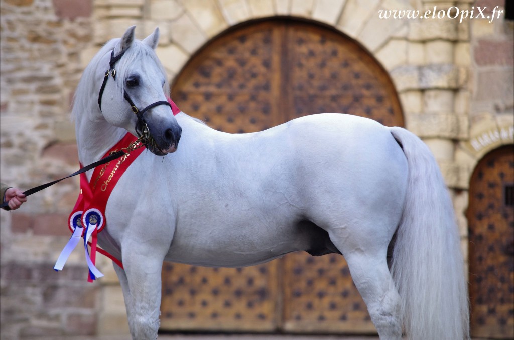 Currachmore Cashel, invaincu en France en 2012 ! - ph. EloOpiX