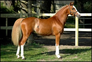 Ulk d'Eté - ph. coll. privée Ulk d'Eté - ph. coll. privée