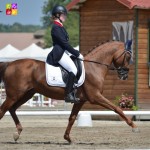 étalon dressage poney