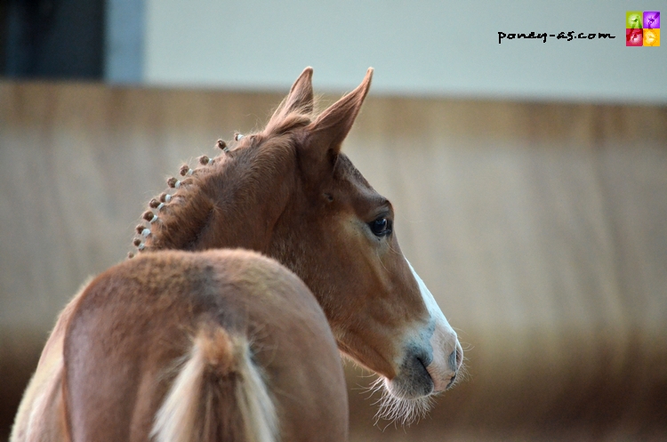 Altesse d'Odival suitee de Dibouti d'Odival par Djbouti Ys - ph. Camille Kirmann Altesse d'Odival suitee de Dibouti d'Odival par Djbouti Ys - ph. Camille Kirmann