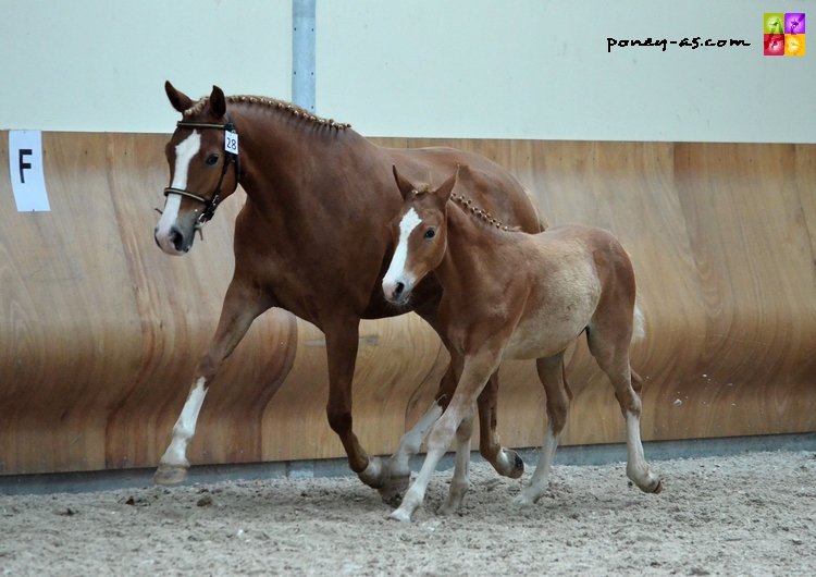 Altesse d'Odival suitée de Dibouti d'Odival par Djbouti Ys - ph. Camille Kirmann Altesse d'Odival suitée de Dibouti d'Odival par Djbouti Ys - ph. Camille Kirmann