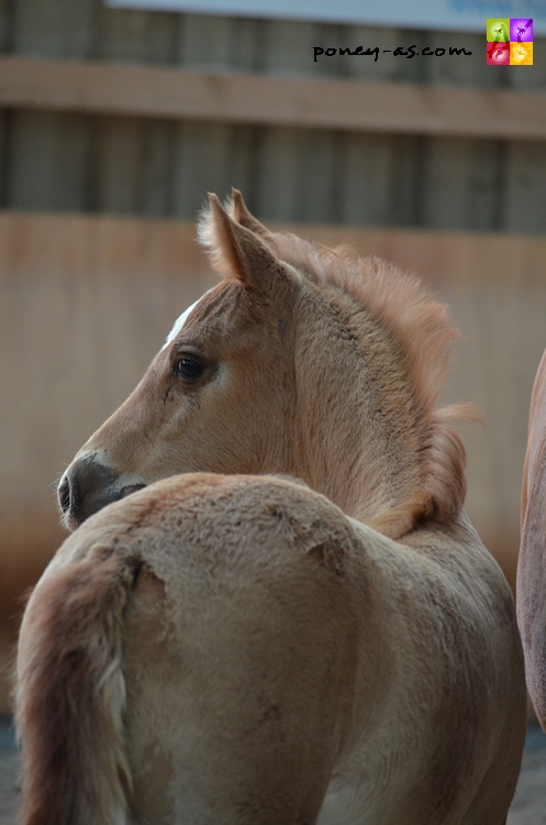 Gentiane Vosgeoise suitée de Carlson SL - ph. Camille Kirmann Gentiane Vosgeoise suitée de Carlson SL - ph. Camille Kirmann