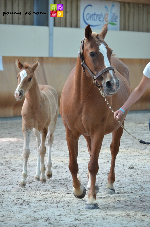Gentiane Vosgeoise suitée de Carlson SL - ph. Camille Kirmann Gentiane Vosgeoise suitée de Carlson SL - ph. Camille Kirmann