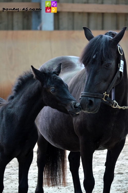 Harebelle du Bardet et Dragibus du Rond Pré - ph. Camille Kirmann Harebelle du Bardet et Dragibus du Rond Pré - ph. Camille Kirmann