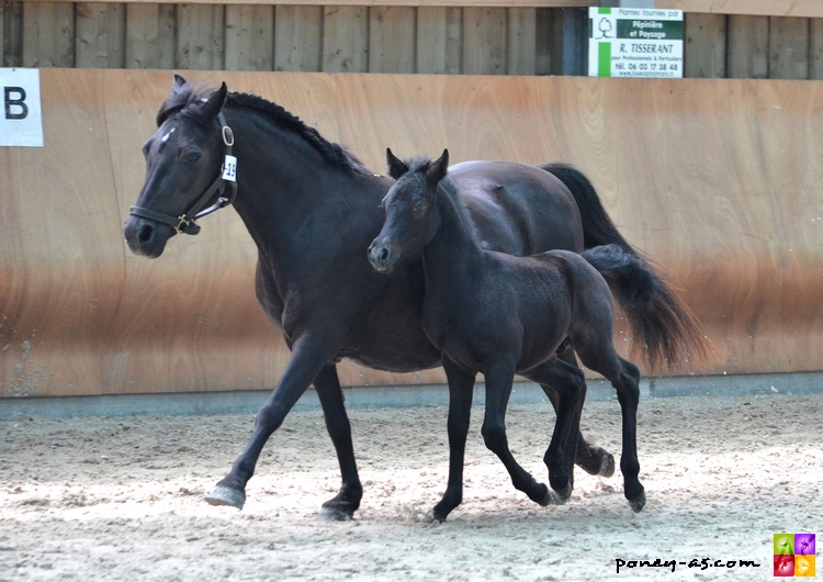 Harebelle du Bardet suitée de Dragibus du Rond Pré par Swincombetor Monty - ph. Camille Kirmann Harebelle du Bardet suitée de Dragibus du Rond Pré par Swincombetor Monty - ph. Camille Kirmann