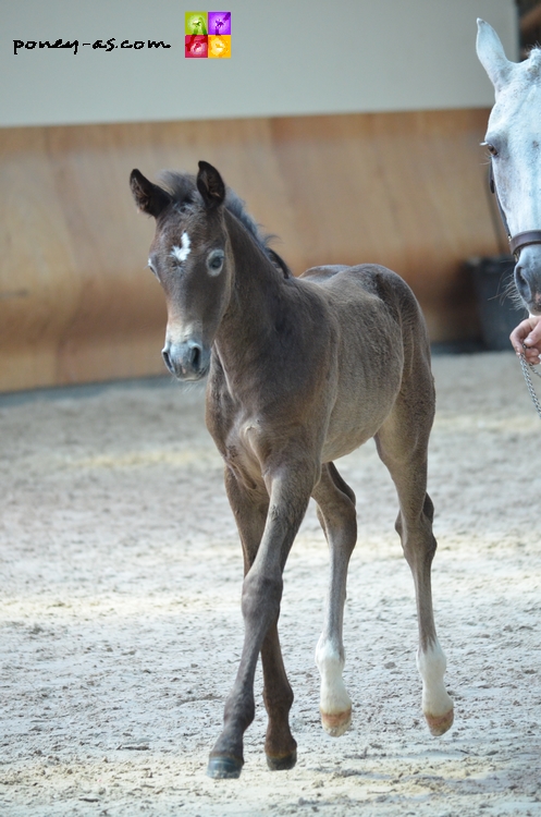 Jeep de Chassigny suitée de Don Juan du Rond Pré par Welcome Sympatico SL - ph. Camille Kirmann Jeep de Chassigny suitée de Don Juan du Rond Pré par Welcome Sympatico SL - ph. Camille Kirmann