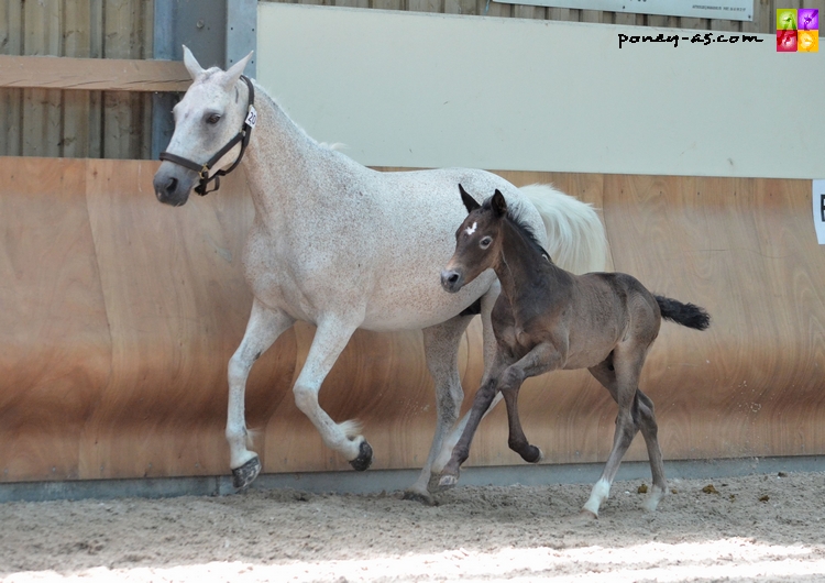 Jeep de Chassigny suitée de Don Juan du Rond Pré par Welcome Sympatico SL - ph. Camille Kirmann Jeep de Chassigny suitée de Don Juan du Rond Pré par Welcome Sympatico SL - ph. Camille Kirmann