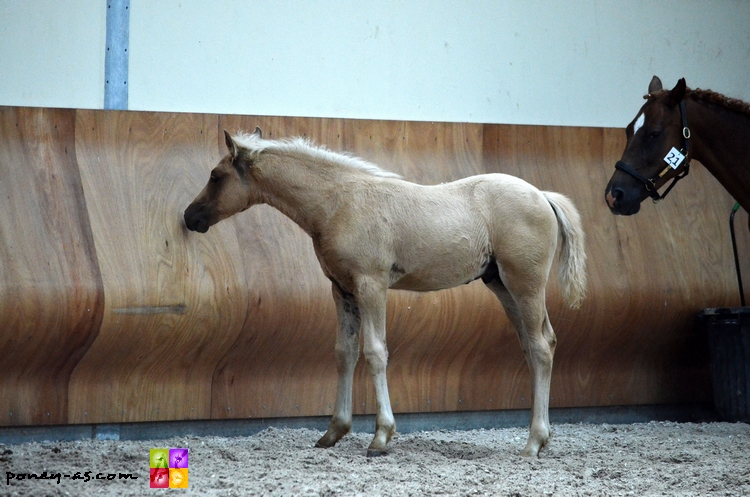 Joly's Bonnie suitée de Dgeidai des Fougeres par Ubiwan des Collines - ph. Camille Kirmann Joly's Bonnie suitée de Dgeidai des Fougeres par Ubiwan des Collines - ph. Camille Kirmann