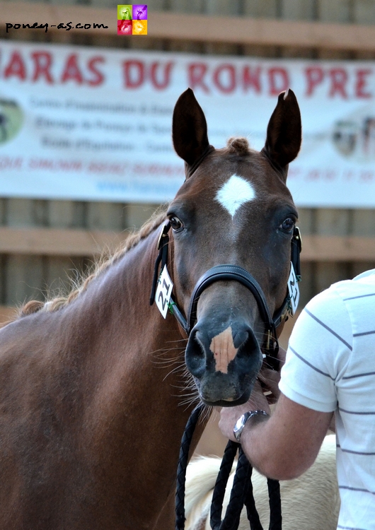Joly's Bonnie suitée de Dgeidai des Fougeres par Ubiwan des Collines - ph. Camille Kirmann Joly's Bonnie suitée de Dgeidai des Fougeres par Ubiwan des Collines - ph. Camille Kirmann