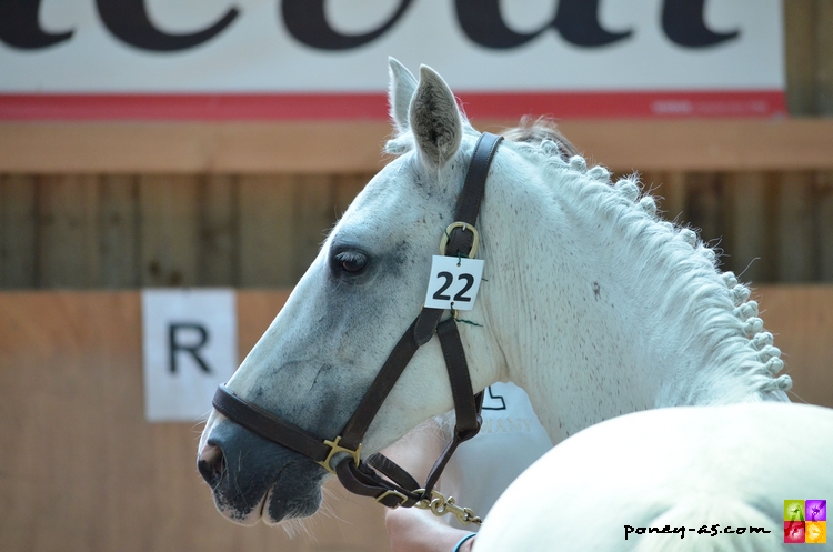 Na Mban de la Scarpe suitée de Danae du Rond Pre par Carlson SL - ph. Camille Kirmann Na Mban de la Scarpe suitée de Danae du Rond Pre par Carlson SL - ph. Camille Kirmann
