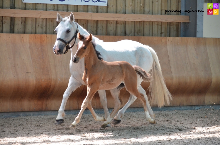 Na Mban de la Scarpe suitée de Danae du Rond Pre par Carlson SL - ph. Camille Kirmann Na Mban de la Scarpe suitée de Danae du Rond Pre par Carlson SL - ph. Camille Kirmann