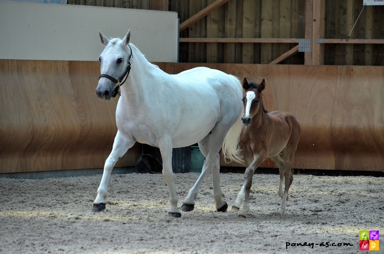 Oasis de la Scarpe suitée de Daisy du Rond Pre par Carlson SL - ph. Camille Kirmann Oasis de la Scarpe suitée de Daisy du Rond Pre par Carlson SL - ph. Camille Kirmann
