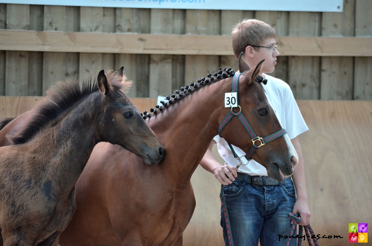 Penelope de Jief suitée de Diams de Jief par Welcome Sympatico SL - ph. Camille Kirmann Penelope de Jief suitée de Diams de Jief par Welcome Sympatico SL - ph. Camille Kirmann