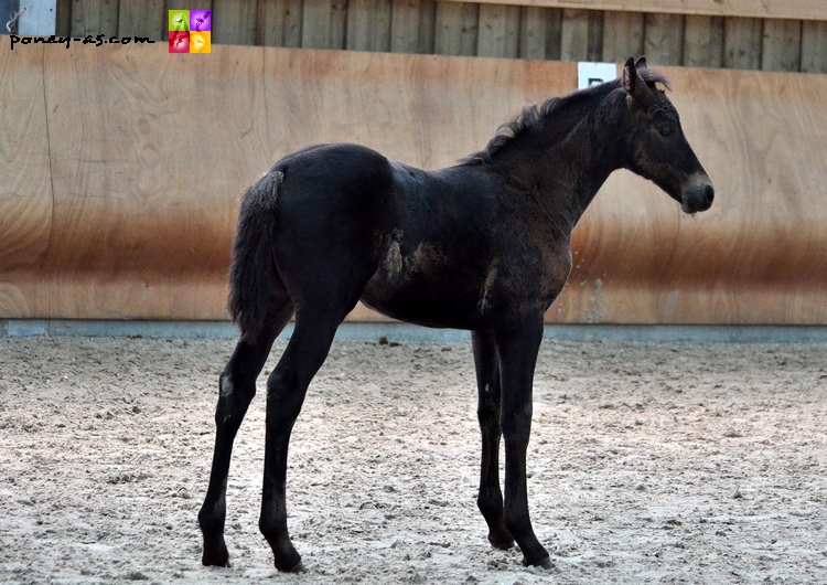 Romance du Rond Pre suitee de Duwel Girl du Rond Pre par Welcome Sympatico SL - Ph. Camille Kirmann Romance du Rond Pre suitee de Duwel Girl du Rond Pre par Welcome Sympatico SL - Ph. Camille Kirmann
