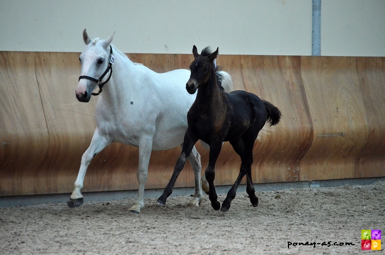 Romance du Rond Pre suitée de Duwel Girl du Rond Pre par Welcome Sympatico SL - Ph Camille Kirmann Romance du Rond Pre suitée de Duwel Girl du Rond Pre par Welcome Sympatico SL - Ph Camille Kirmann