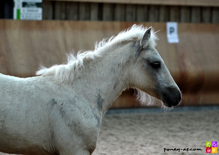 Sereale del Navajo suitee de Daphne on Time par Feu d'Granit Pondi - ph. Camille Kirmann Sereale del Navajo suitee de Daphne on Time par Feu d'Granit Pondi - ph. Camille Kirmann
