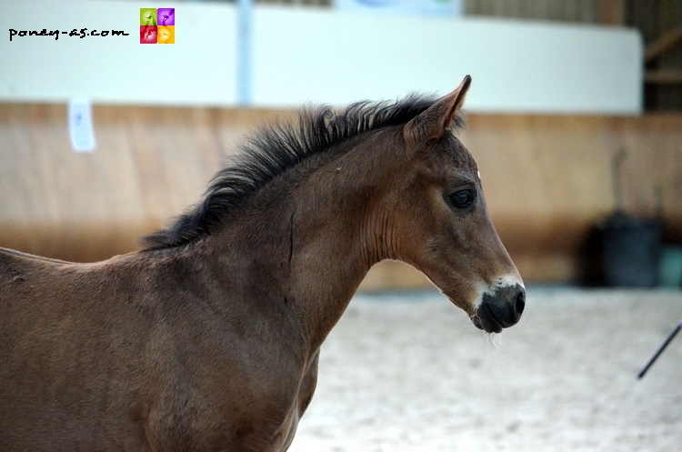 Victoire de Bettegney suitee de Dandy de Bettegney par Welcome Sympatico SL - ph. Camille Kirmann Victoire de Bettegney suitee de Dandy de Bettegney par Welcome Sympatico SL - ph. Camille Kirmann