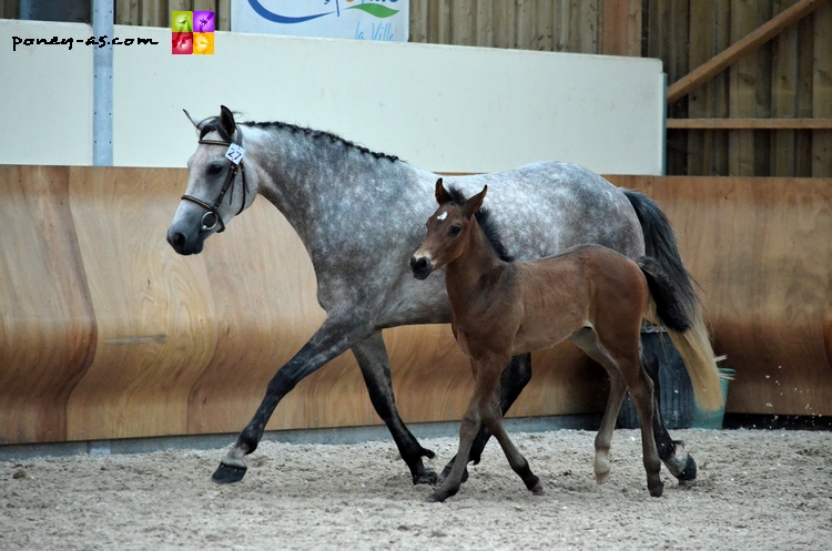 Victoire de Bettegney suitee de Dandy de Bettegney par Welcome Sympatico SL - ph. Camille Kirmann Victoire de Bettegney suitee de Dandy de Bettegney par Welcome Sympatico SL - ph. Camille Kirmann