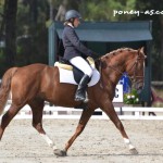 étalon poney dressage