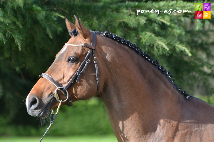 Cordo H *Villatte (Nrps, 12 ans, Casper x Vitano) - ph. Pauline Bernuchon