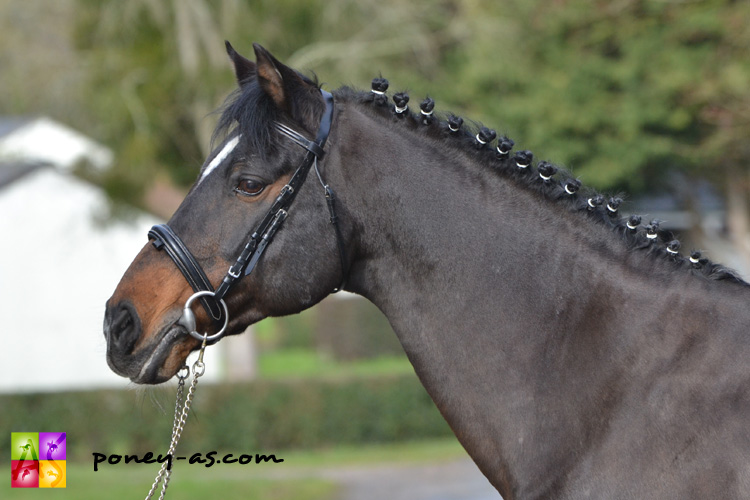 Teake It Easy SL SL (Nwr, 27 ans, Vita Nova’s Hanassie x Burstye Orpheus) - ph. Pauline Bernuchon