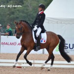 étalon dressage poney