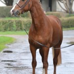 Brooklands d'Angrie étalon poney