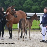 Paquerette du Ruet et son foal Golden Boy de Reve (Renoir) - ph. Pauline Bernuchon