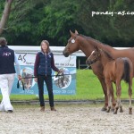 Sirène de Chambord et son foal Galaxy de Chambord (Cyklon Texas) - ph. Pauline Bernuchon