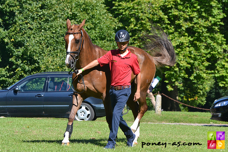 eventing aarhus pony