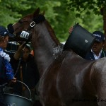 Rafraichissement et soins prodigués à Podeenagh Aluinn après le cross - ph. Pauline Bernuchon