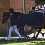 Régent des Mauvis, le poney français de l'équipe des Pays-Bas - ph. Pauline Bernuchon