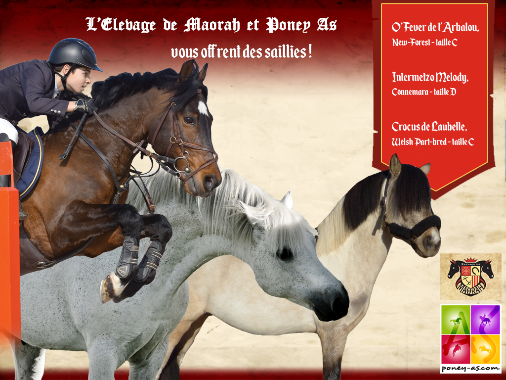 Jeu concours Elevage de Maorah - Poney As