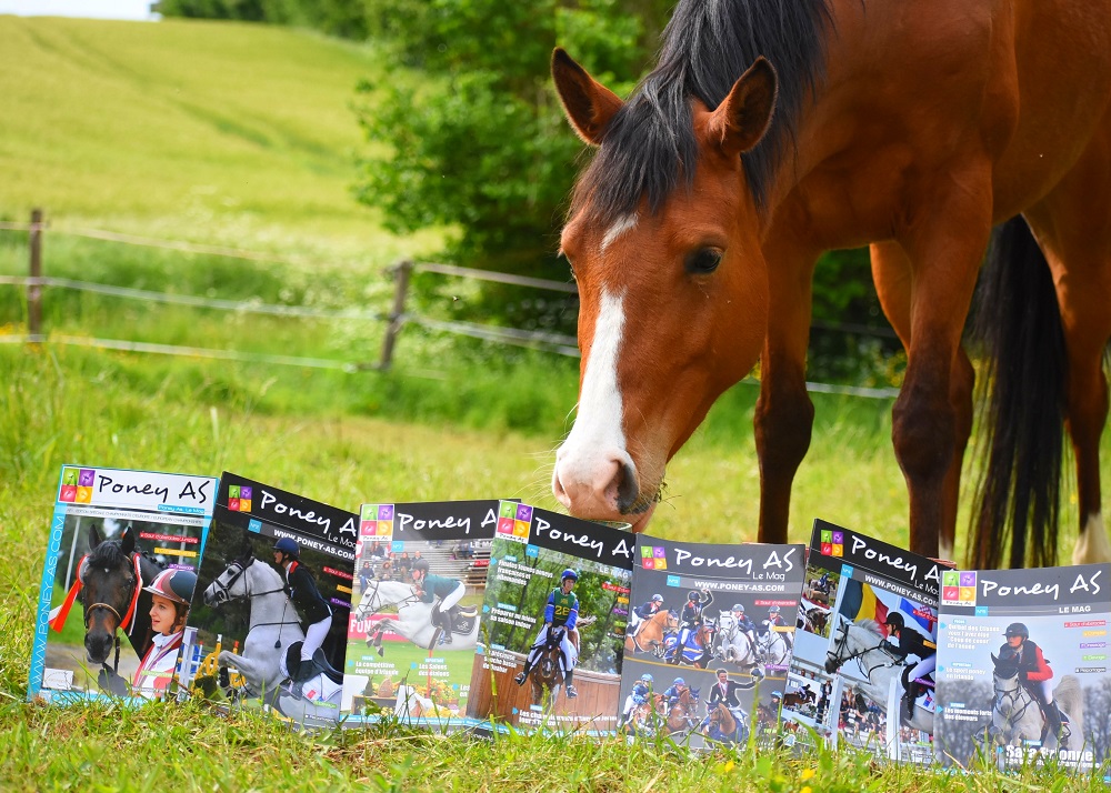 Sport et élevage poney