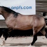 france dressage poney