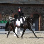 étalon poney dressage