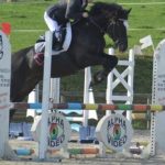 Wexland Safari, étalon Welsh Cob