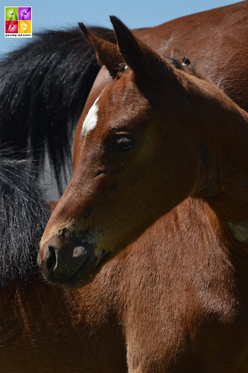 4e, foal de Jasmine des Préaux - ph. Pauline Bernuchon