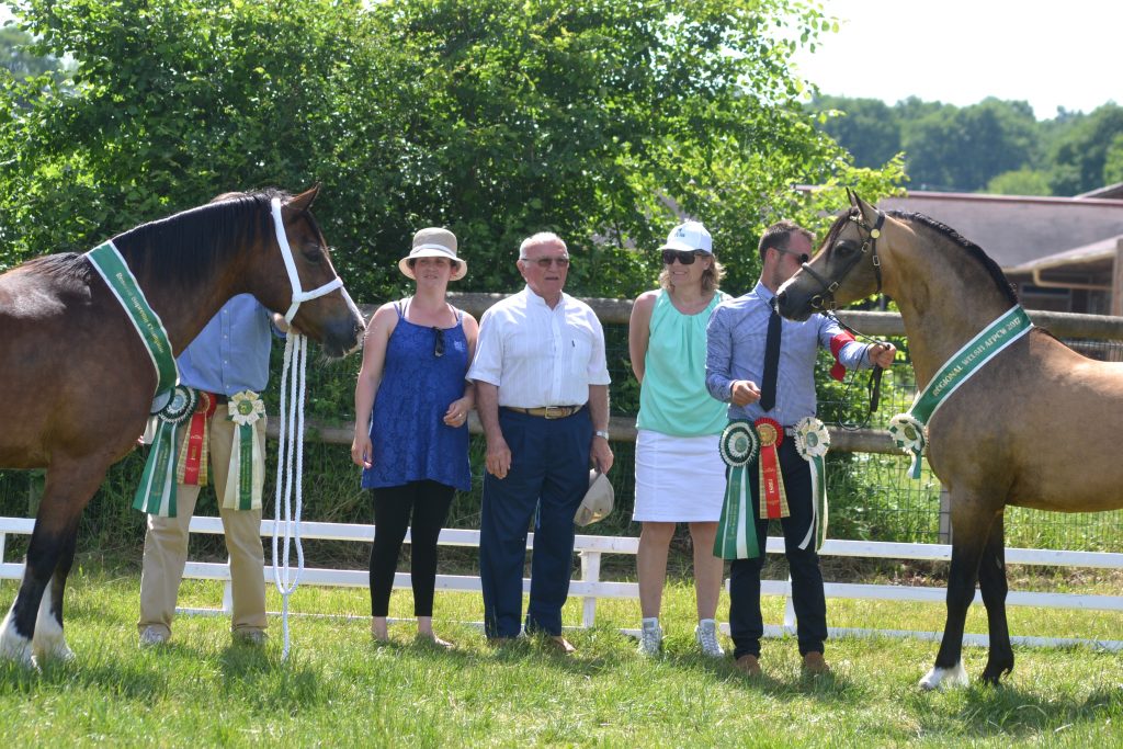 Penstrumbly Paper Rose et Eyarth Troy, poneys Welsh - ph. Ingrid Delaitre