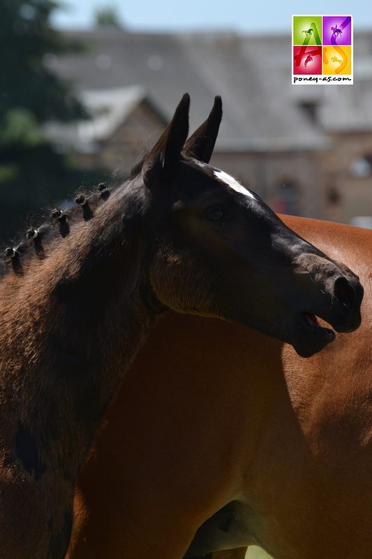 Foal de Rapsodie de la Lande - ph. Pauline Bernuchon