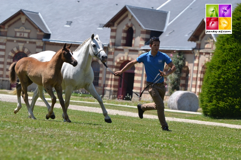 Hendrix Bret'L et sa mère Ready Steadygo Clover - ph. Pauline Bernuchon