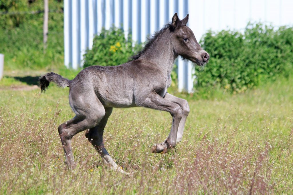 Heartbreaker de Maïka, poulain Welsh Cob - ph. coll. privée