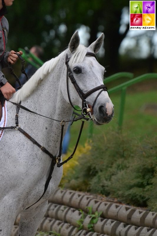 La championne d'Europe 2009, Ballyowen Maybell Molly alignée avec le Belge Gilles Nuytens - ph. Pauline Bernuchon