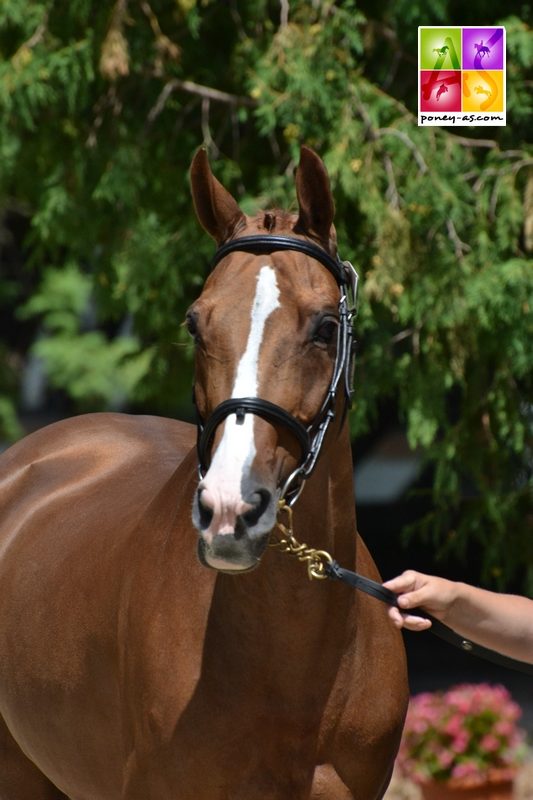 Tixylix, la crack d'Eleanor Hall Mcateer (Gbr) - ph. Pauline Bernuchon