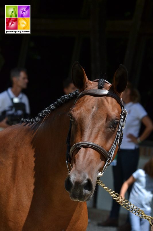 Valmy de Treille, la sublime ponette française de Lily Freeman-Attwood (Gbr) - ph. Pauline Bernuchon