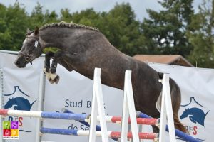 Sologn'Pony National Pfs Poney As